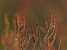 Kyselá luní (Acetosa pratensis)