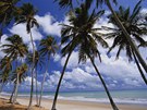 Palmová plá v Brazílii