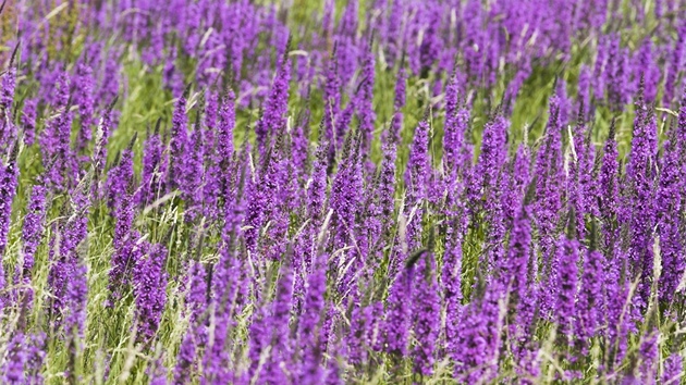 Kyprej obecný (Lythrum salicaria)