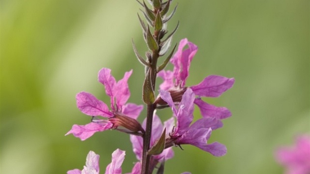 Kyprej obecný (Lythrum salicaria)