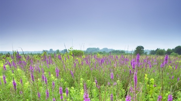 Kyprej obecný (Lythrum salicaria)