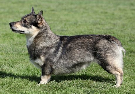 védský vallhund