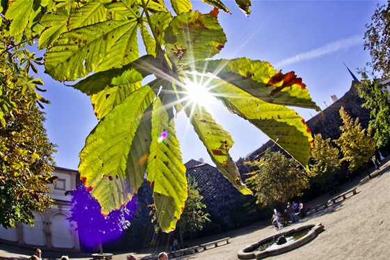 Zlátnoucí listí katan ve Valdtejnské zahrad v Praze.