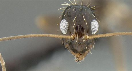 Chlupatí mravenci ohroují jih USA