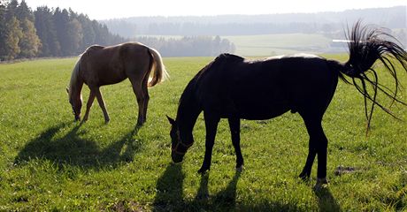 K, který povoz na silnici druhé tídy táhl, vyvázl z nehody bez zranní (ilustraní foto).