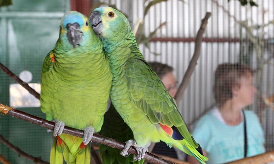 Výstava papoušků a exotického ptactva v Novém Městě na Moravě. Amazoňan