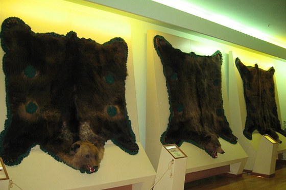 Lovecké muzeum v Posad pedstavuje kolekci unikátních trofejí vetn medvdích.