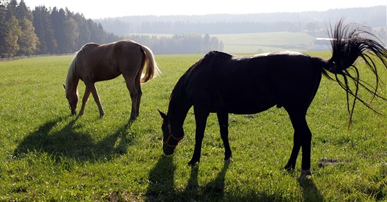 Tři koně utekli ze špatně zabezpečeného výběhu. Zpět do ohrady se vrátili jen dva. Ilustrační snímek