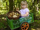 "Nelinka houbaka". Fotografie vznikla 22.8.2010 v lesích v Polabí na...