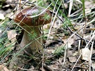 Híbek nalezen 25.9.2011, oblast Pelousko. Tuto houbu jako z pohádky nael...