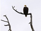 Orel blohlavý, národní pták a symbol USA, velmi bný mj. na jiním pobeí...
