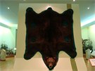 V Loveckém muzeu v Posad mají i nejvtí ki medvda hndého na svt. Muzeum
