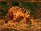 Medvd hndý není v Rumunsku ádnou vzácností. ije jich tam na deset tisíc.