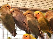 Výstava papoušků a exotického ptactva v Novém Městě na Moravě. Agapornis