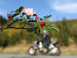 Na mnoha šípkových keřích na Vysočině znovu kvetou šípkové růže.