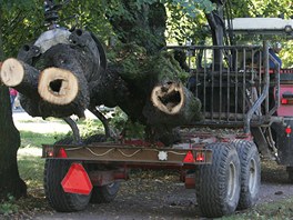 Přestože věk nejstarších stromů nepřesahuje 150 let, většina z nich je ve velice špatném stavu a mnoho jich chybí. Přesně 237 nejvíc poškozených lip se proto v následujících dvou letech pokácí a alej se dosází 425 novými stromy.