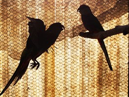 Vstava papouk a exotickho ptactva v Novm Mst na Morav. Papouek apkov