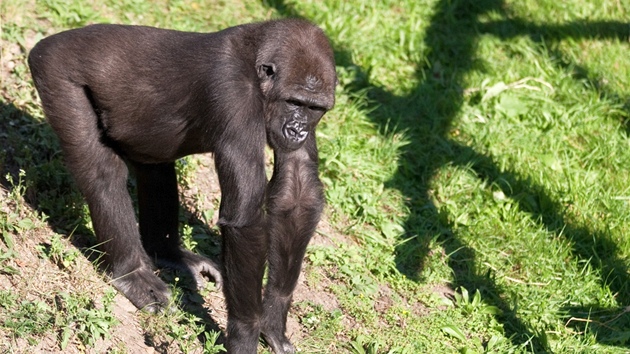 Moja, první mládě gorily odchované u nás
