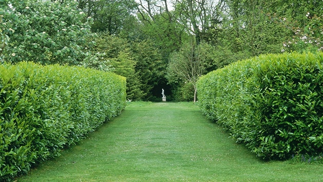 Stemcha neboli bobkovie (Prunus laurocerasus) zcela nahradí obyejné túje.