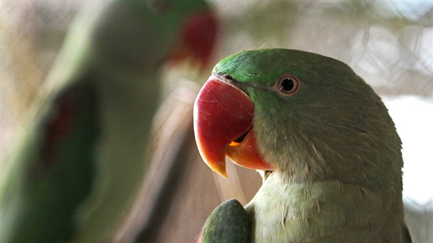 Výstava papoušků a exotického ptactva v Novém Městě na Moravě