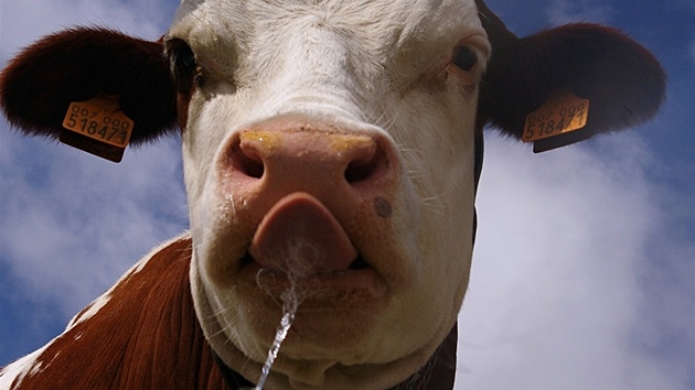 Pasoucí se krávy opravdu nemají sluného vychování a slintají neustále a za