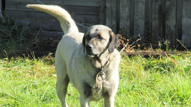Anatolský pastevecký pes