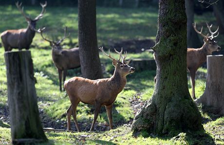 Ve Flájské oboe ije zhruba 300 kus jelení a srní zve. Ilustraní snímek