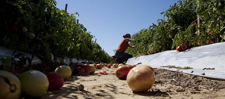 Úroda na polích alabamských farmá hnije, protoe hispántí pracovníci z obav