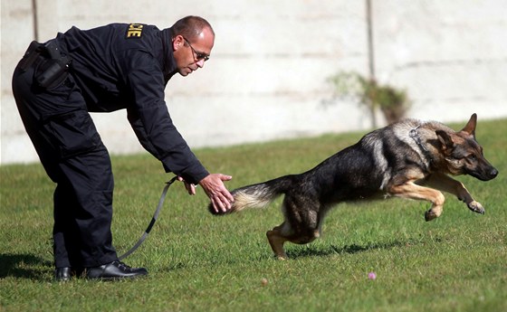 Policejní psovod s vycvieným psem (Ilustraní snímek)