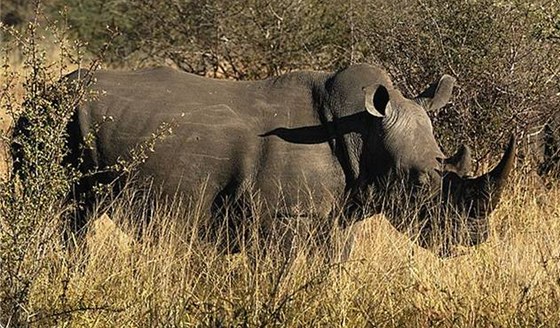 Nosorožec v Krugerově národním parku v JAR