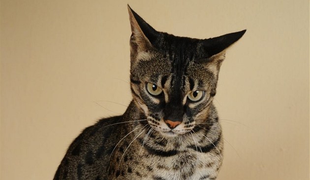 S bengálskou kočkou vám vstoupí do bytu malý nefalšovaný leopard - iDNES.cz