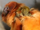 V jihlavské zoo je k vidění největší kolekce jihoamerických drápkatých opiček v...