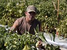 Úroda na polích alabamských farmá hnije, protoe hispántí pracovníci z obav