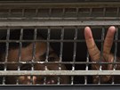 Palestinský vze bhem pevozu do jiné vznice, odkud bude jako jeden z