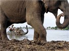 Thajec sedí na slonu, který si uívá vodu v zaplavené oblasti v provincii