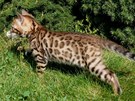 Bengálské kotě při průzkumu zahrady