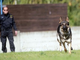 Vcvik policejnch ps v Brn