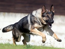 Vcvik policejnch ps v Brn