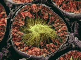 Sple ocásk spermií v semenotvorném tubulu