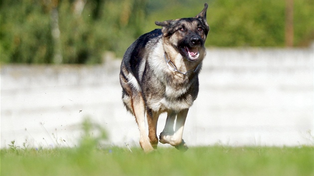 Výcvik policejních ps v Brn