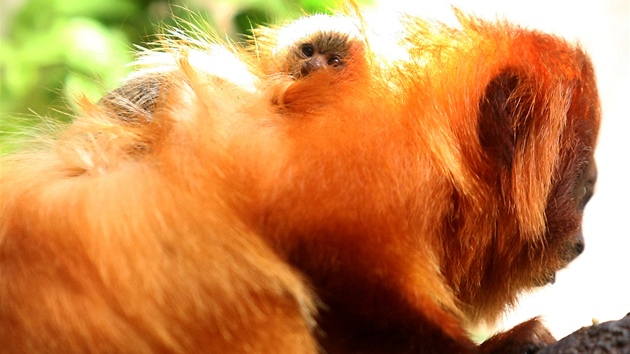V jihlavské zoo je k vidní nejvtí kolekce jihoamerických drápkatých opiek v...
