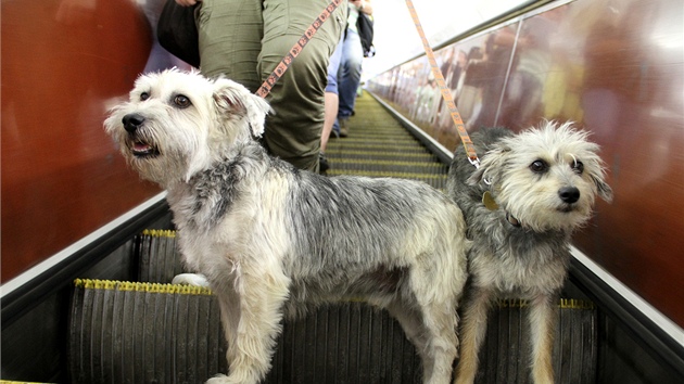 Stedn velcí a velcí psi se nauí jezdit i na eskalátorech. 