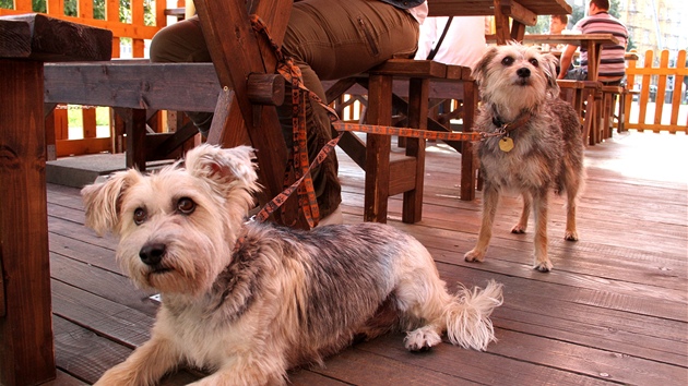Posezení se psem v restauraci i kavárn? Na zahrádkách to nebývá ádný problém.