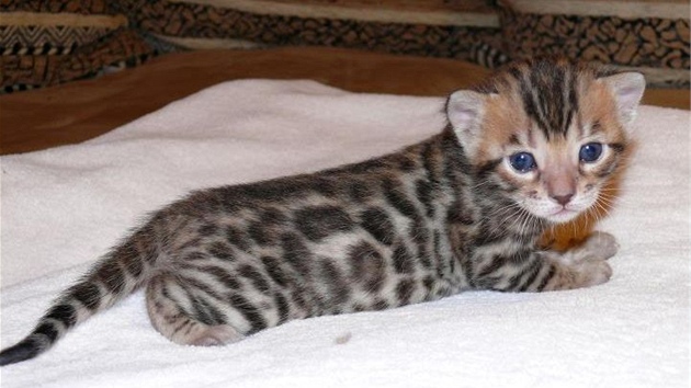 S bengálskou kočkou vám vstoupí do bytu malý nefalšovaný leopard - iDNES.cz