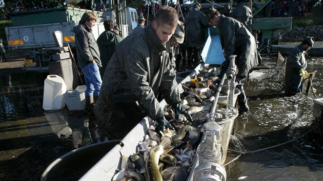 Výlov Horusického rybníku na Táborsku.