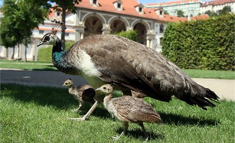 Zlodj ukradl chovateli páva. Ilustraní snímek