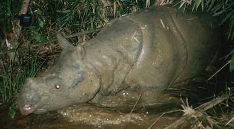 Poslední nosoroec jávský ijící ve Vietnamu (snímek z roku 2004).