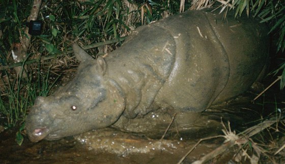 Poslední nosoroec jávský ijící ve Vietnamu (snímek z roku 2004).