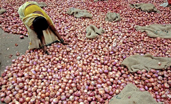 Na zaátku roku stál kilogram cibule v Indii dvakrát více ne v esku.