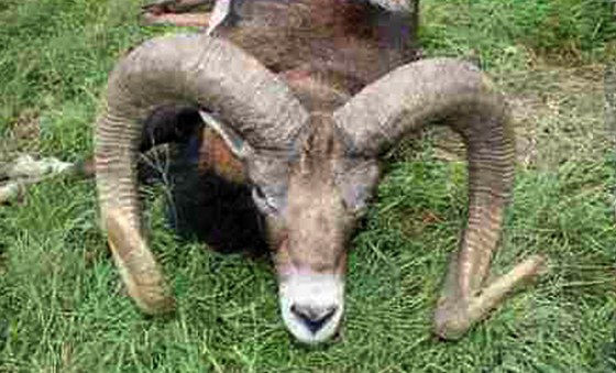 Samec muflona. Ilustrační snímek